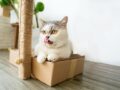 Les protéines animales bénéfiques au chat