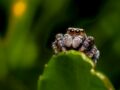 araignée, animaux dangereux de Madagascar