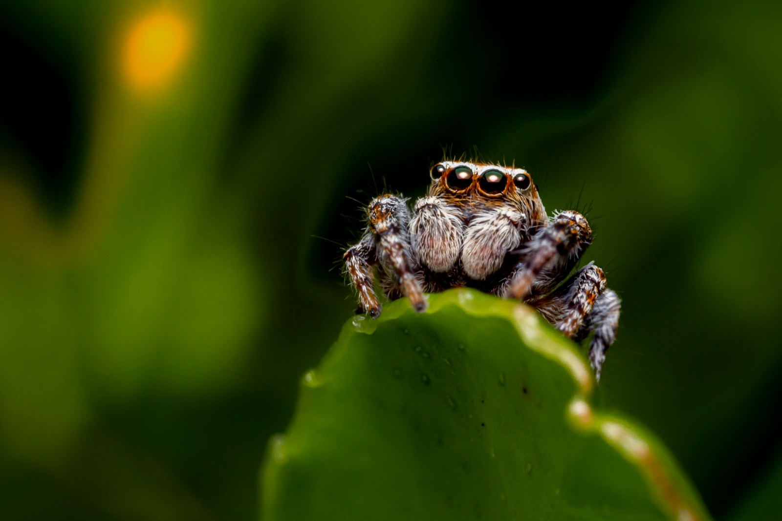 araignée, animaux dangereux de Madagascar