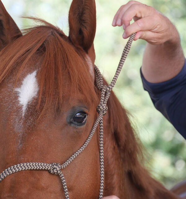 cordelette à cheval