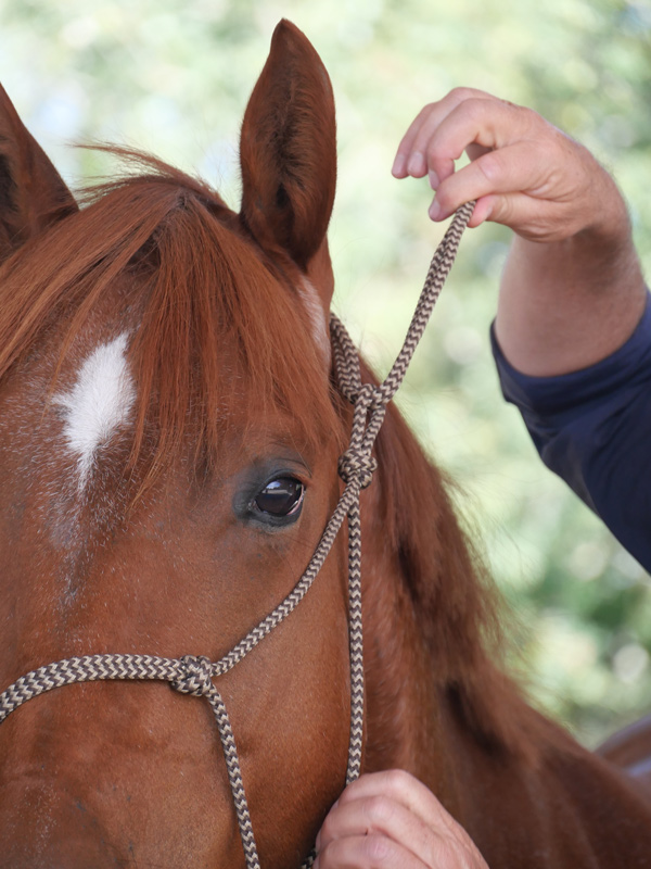 cordelette à cheval