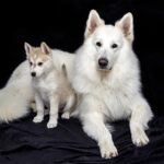 Tout savoir sur l’élevage de chien