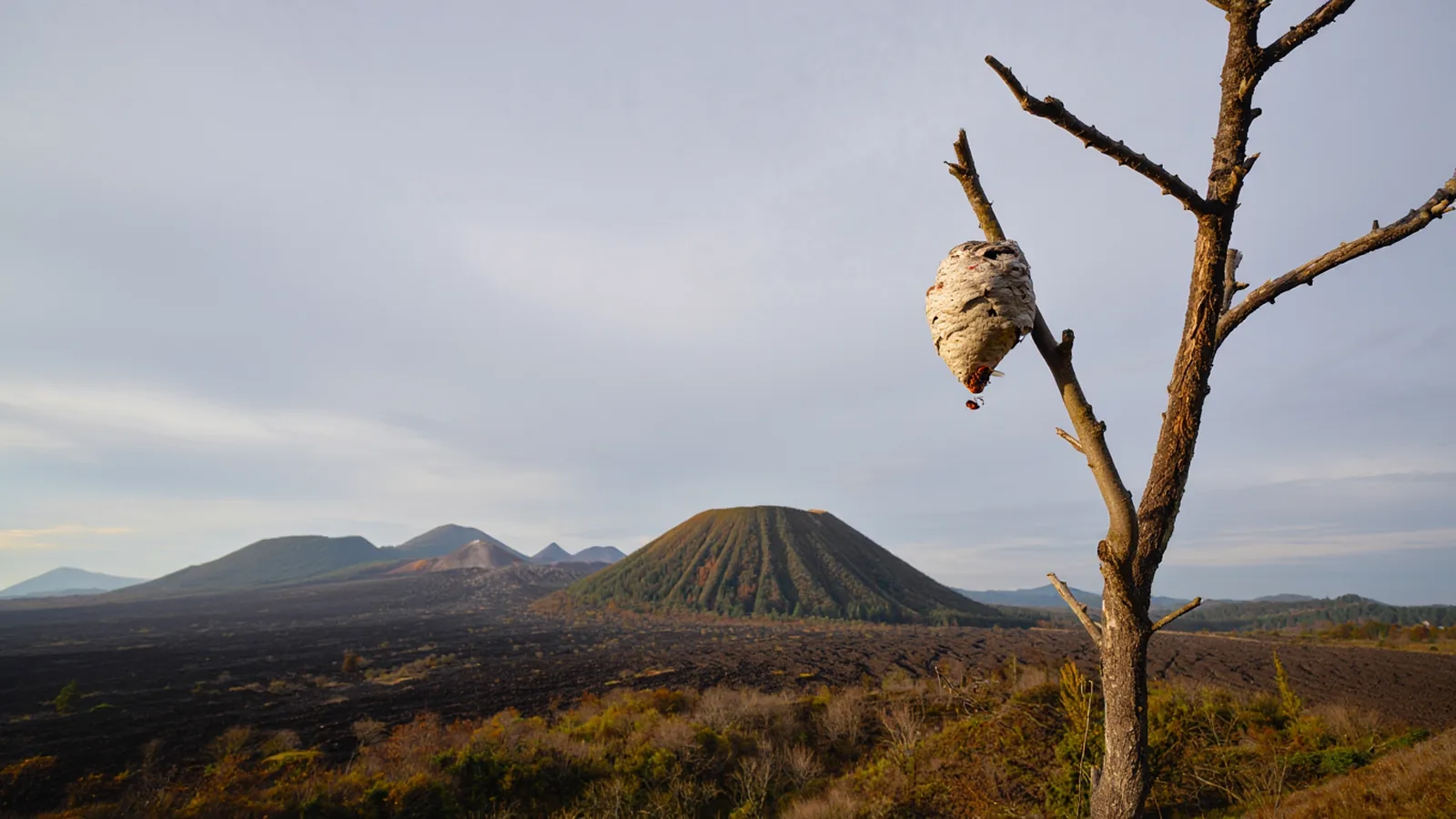 Nid de frelon asiatique reperé dans le Puy-de-Dôme près de Clermont-Ferrand en 2026